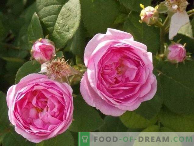 Rosa kronblad i socker