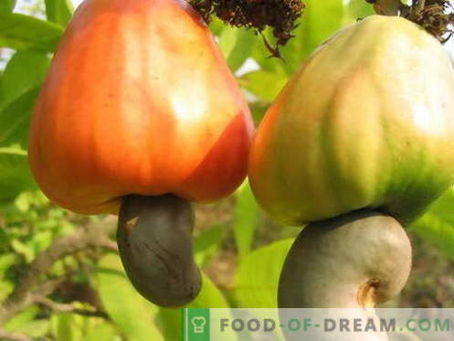 Cashew - användbara egenskaper och användning i matlagning. Recept med cashewnötter.
