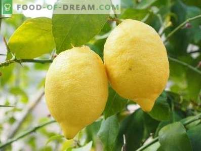 Citroner: Fördel och skada