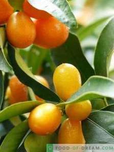 Kumquat: nytta och skada